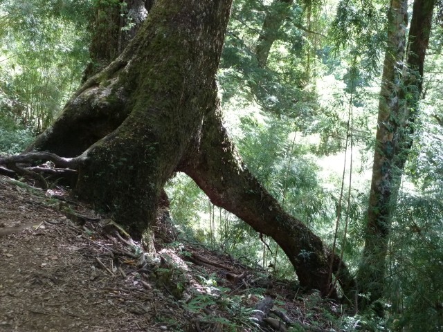 Nationalpark Huerquehue Wurzeln