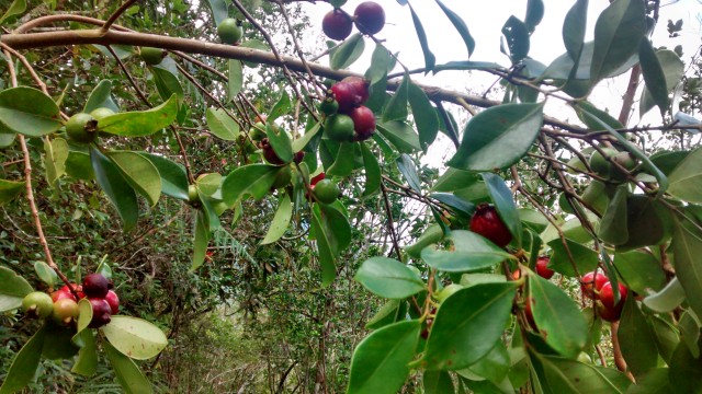 köstliche Goyavierbeeren