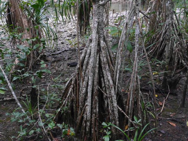 Mangrovenwurzeln 