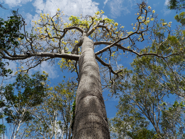 Bottle Tree, typisch für den trockenen Regenwald