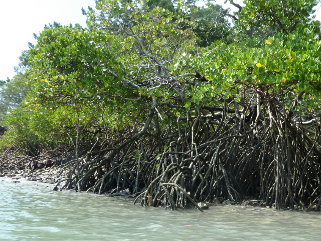 Mangroven von ganz nah