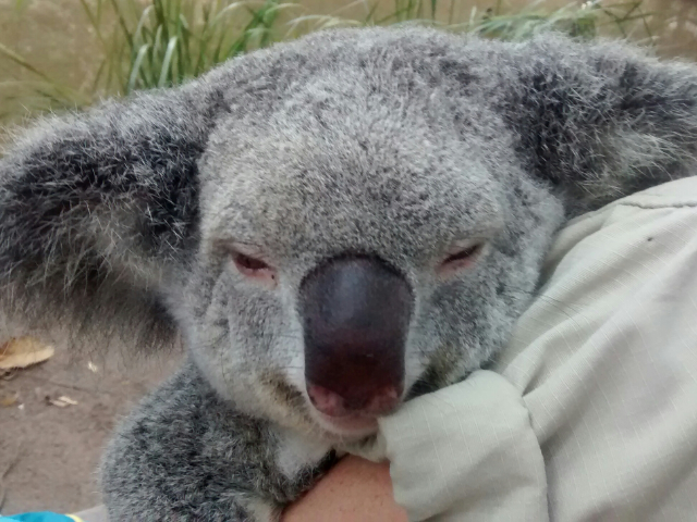 Man kann gar nicht genug Koala-Bilder haben... 