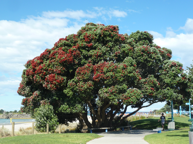 In Tauranga bringen die ersten Pohutukawa-Bäume zu blühen
