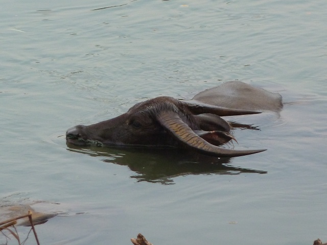 Weltreise Wasserbüffel Mekong