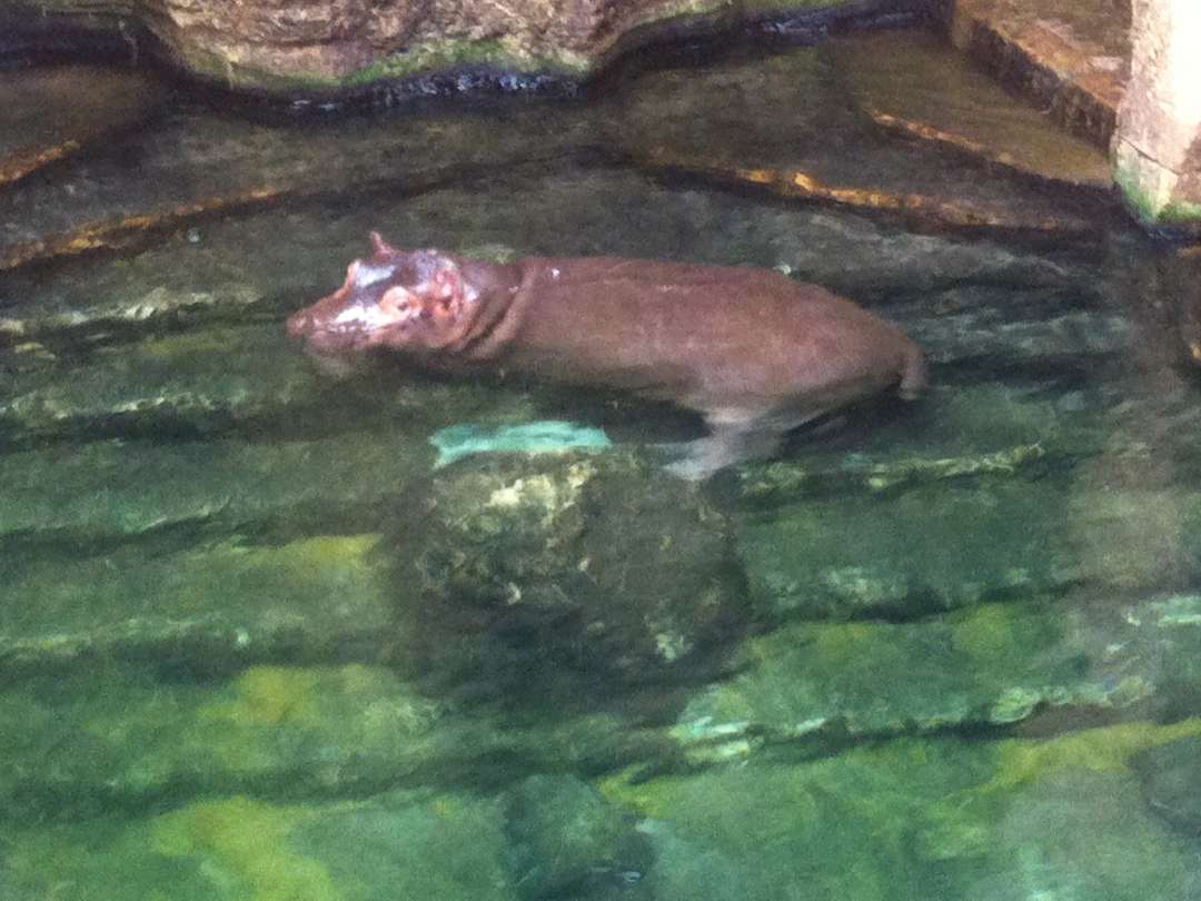 Hannover Zoo Flusspferd