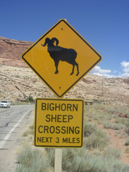 Warnschild "Bighorn Sheep".