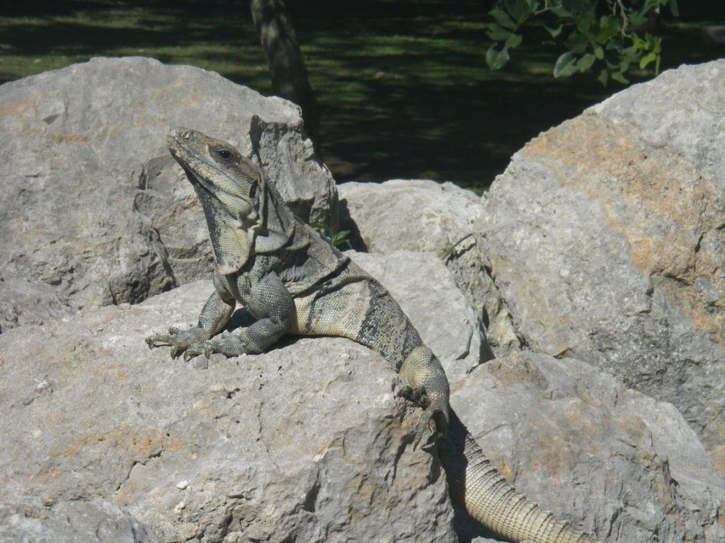 Leguan sonnt sich auf Felsen.