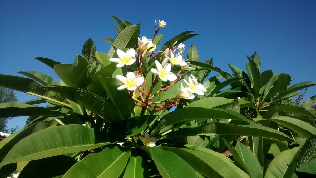 Frangipany-Baum auf La Reunion.