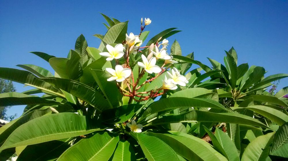 Weiße Frangipany-Blüten umgeben von grünen Blättern.