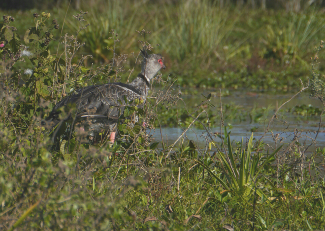 Wasservogel im Sumpfgras.