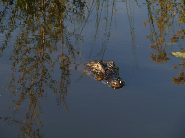 Kaiman schaut aus dem Wasser.