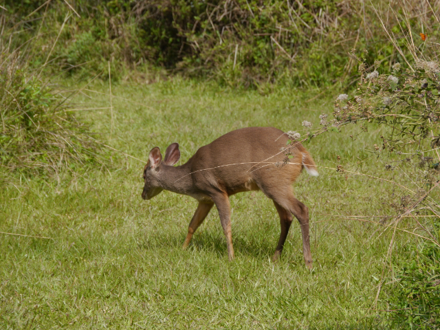 Kleiner Sumpfhirsch.