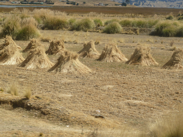 Feld mit Heugarben.