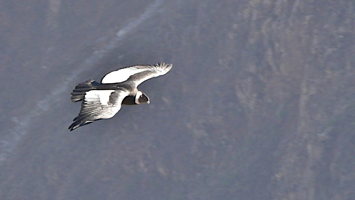 Condor fliegt durch Colca Canyon