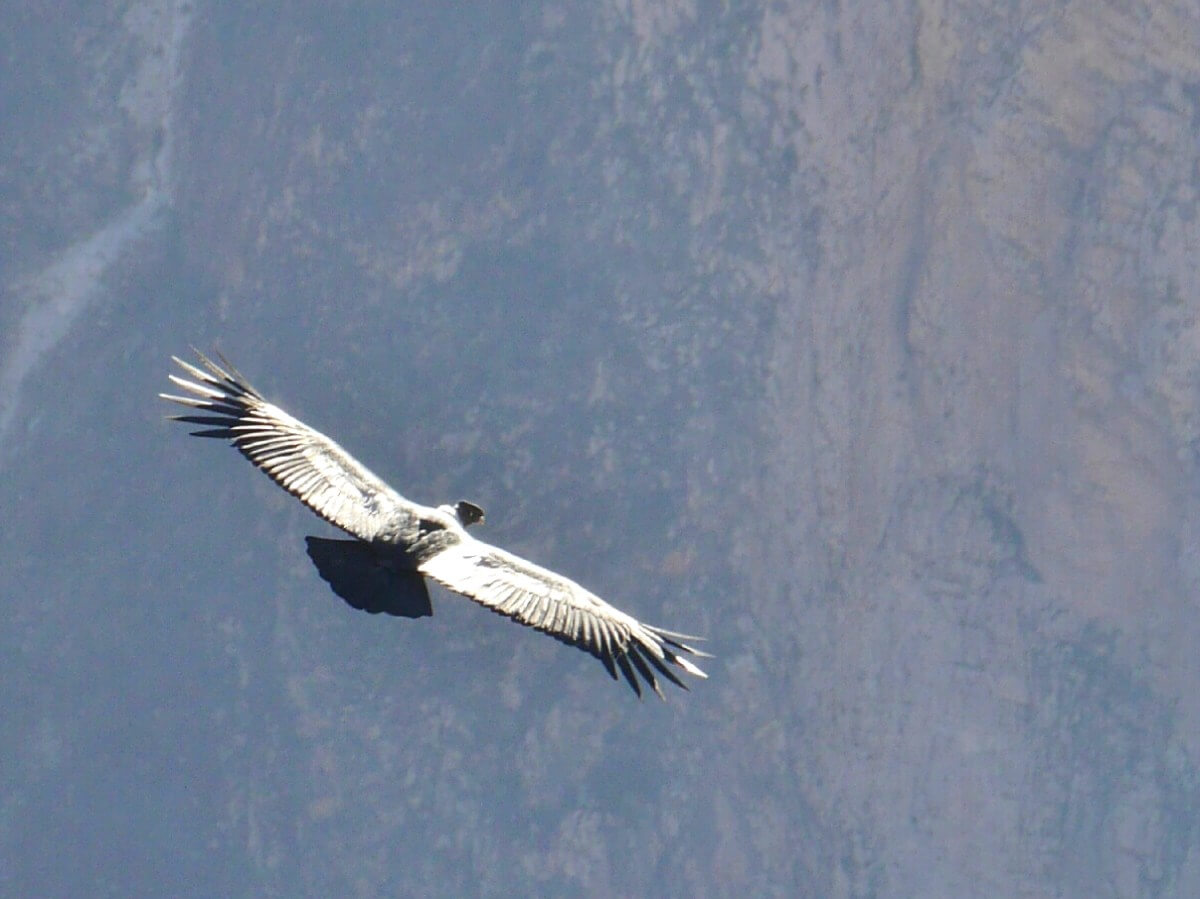 Condor fliegt durch den Colca Canyon.