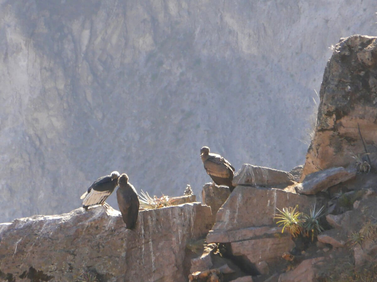 Drei Condore sitzen auf einem Felsgrat im Colca Canyon.