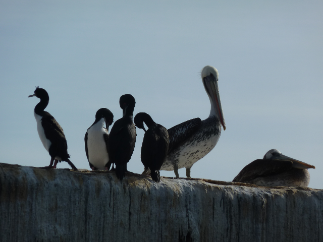 Seevögel auf der hafenmauer in Iquique.