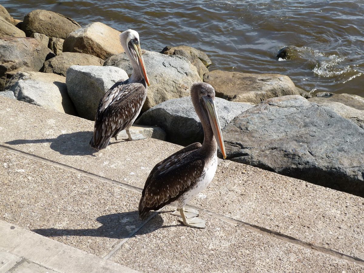 Zwei Pelikane 