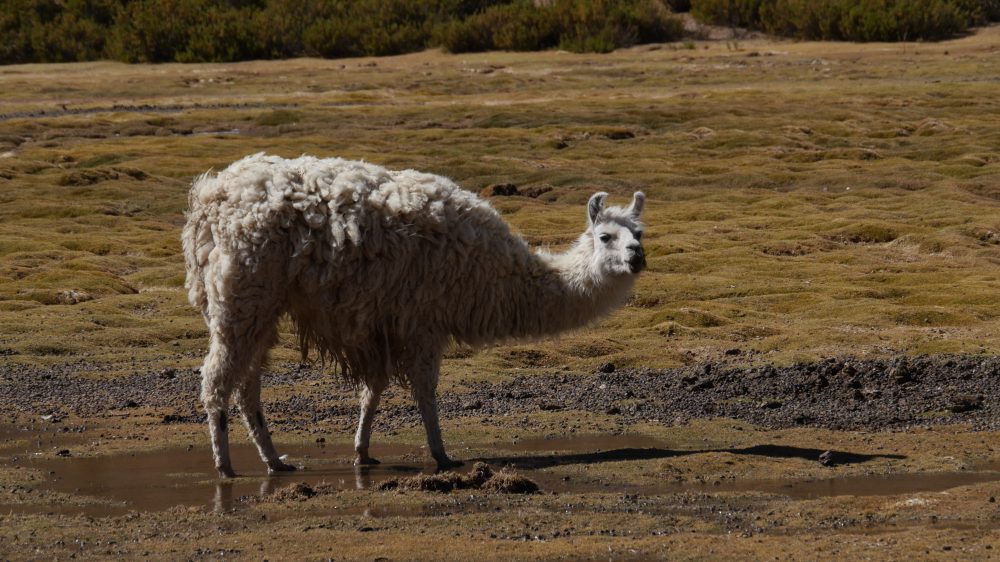 Lama in Südamerika.