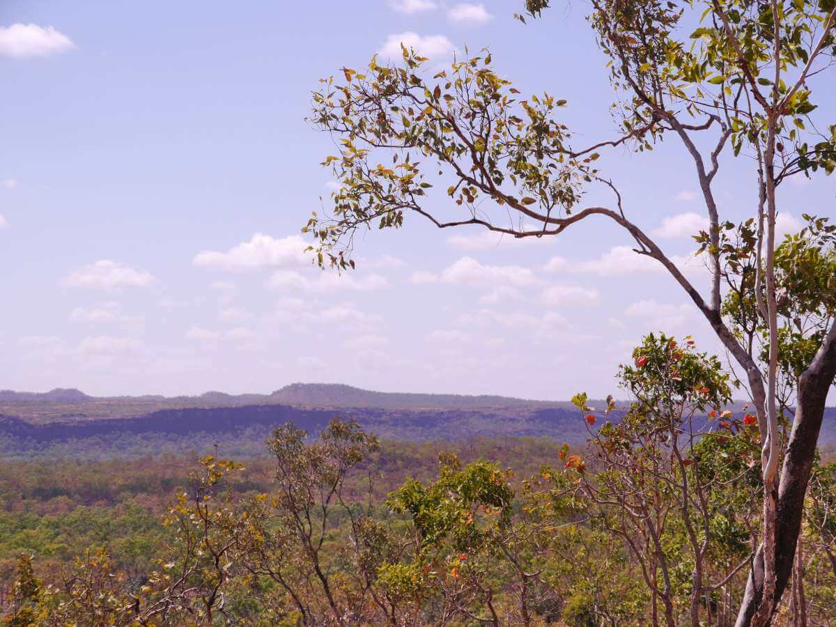 Blick über grüne Landschaft des Kakadu National Park.