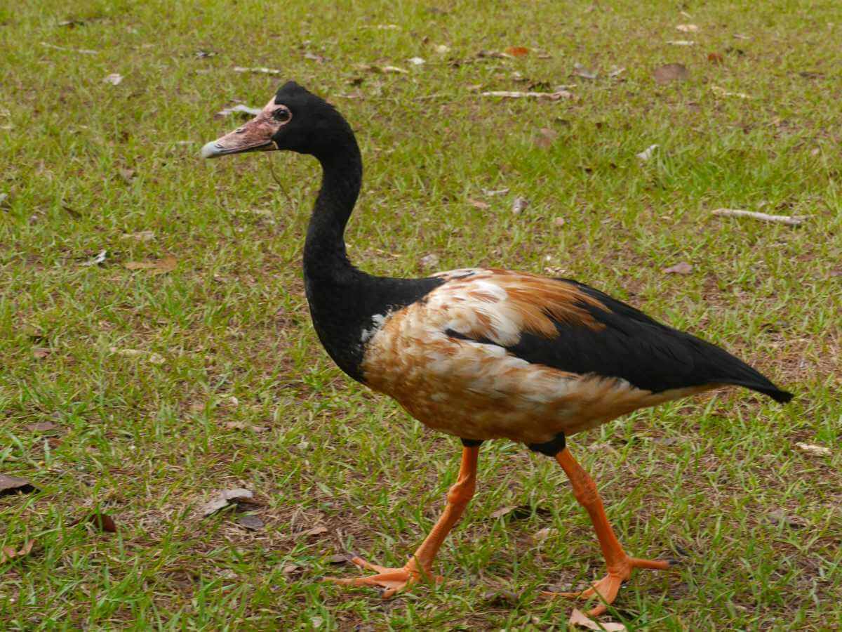 Eine Gans läuft übers Gras.