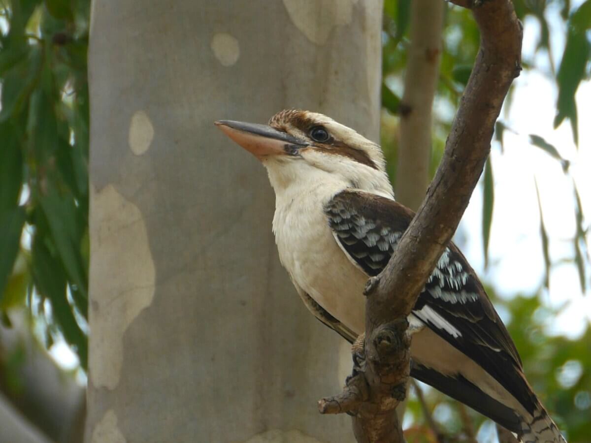 Ein Kookaburra sitzt auf einem Ast.