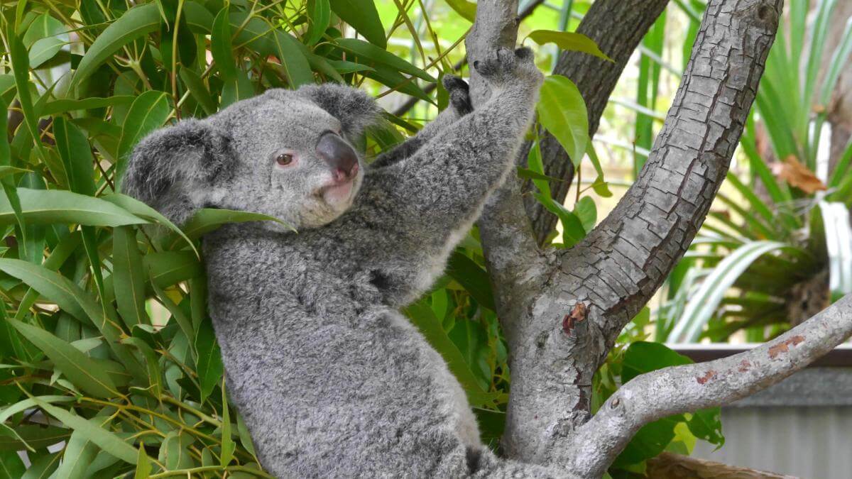 Koala auf Magnetic Island