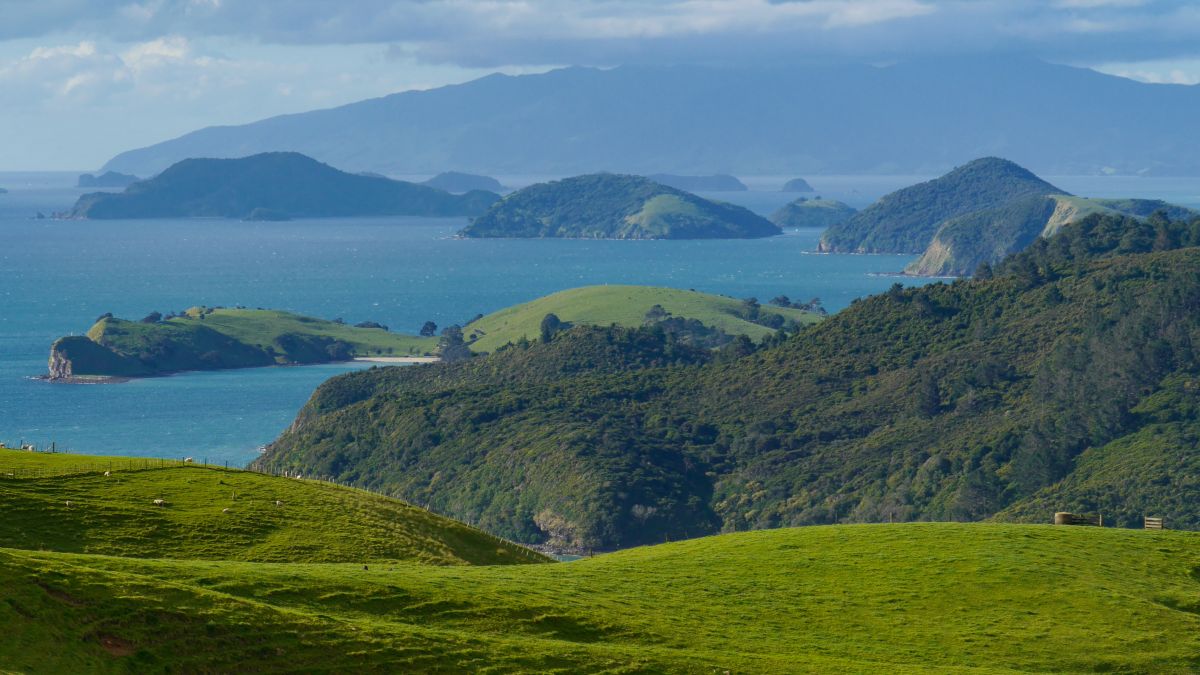 Typische Landschaft in Neuseeland mit grünen Hügeln und Meerblick.