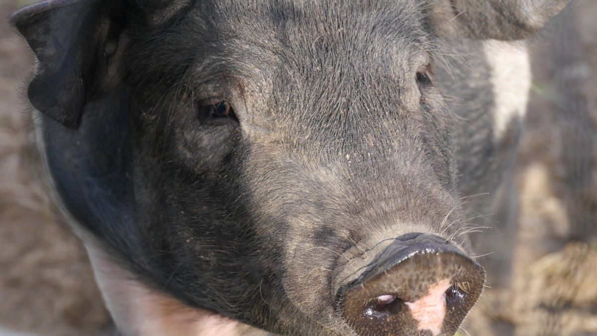 Schwein auf der Farm in Hamilton.