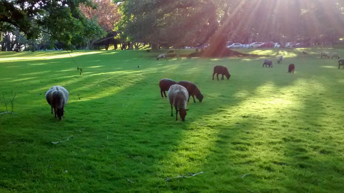 Schafe auf einer Wiese in Auckland.