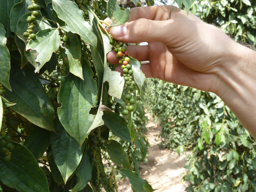 Hand hält Pfefferbeeren an der Pflanze.