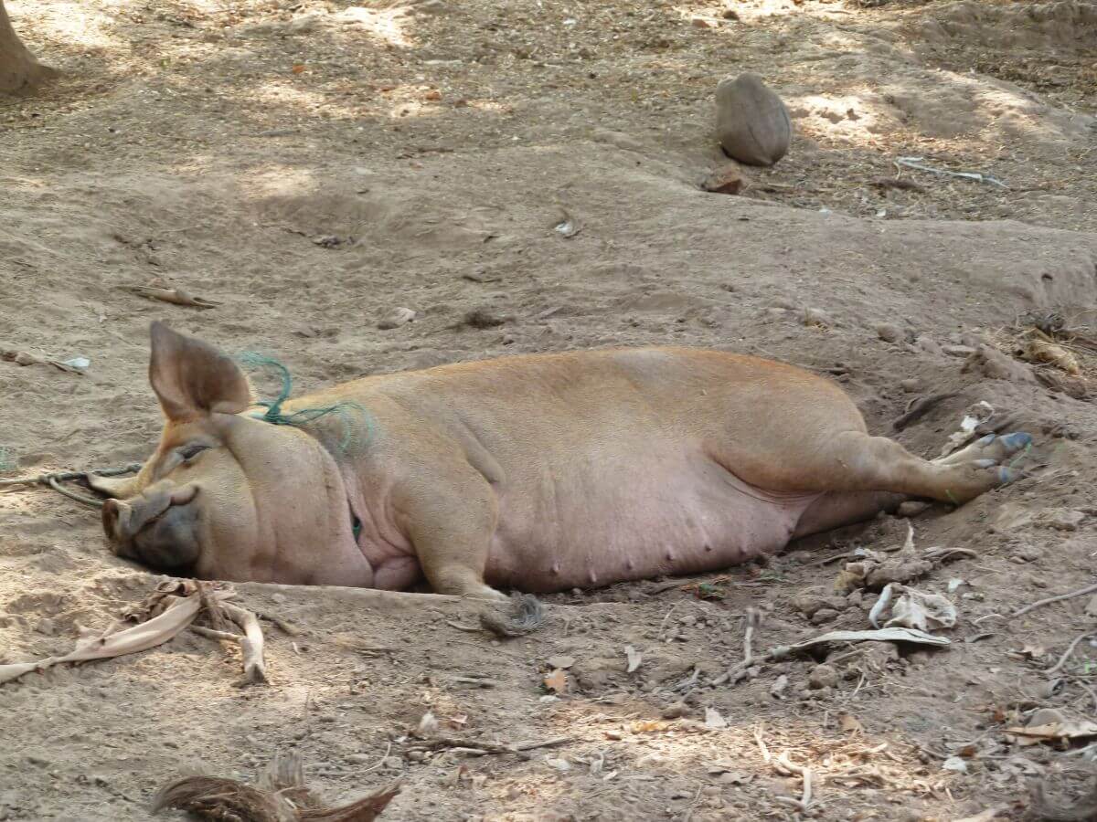 schlafendes Schwein
