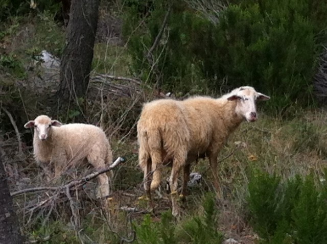 zwei Schafe.
