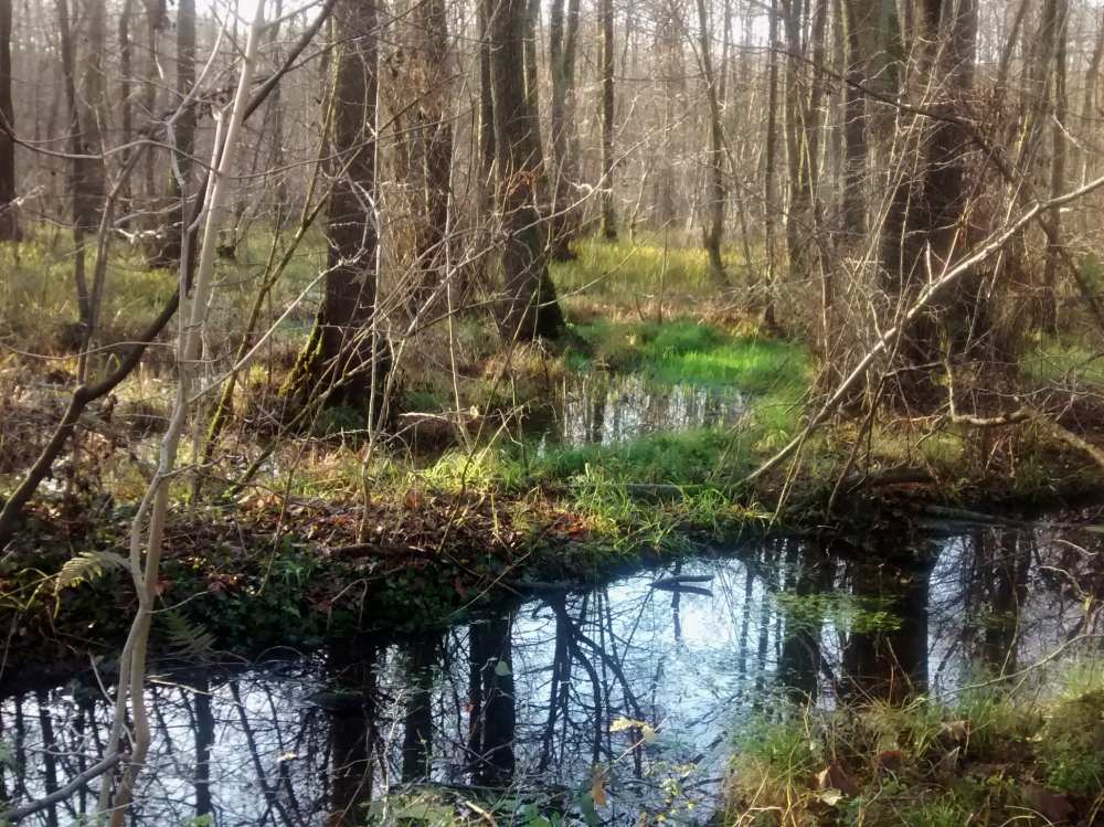 Wasser steht zwischen Bäumen am Sieben-Brücken-Weg.