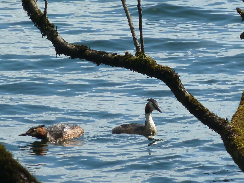 Zwei Haubentaucher schwimmen auf dem Unterbacher See.