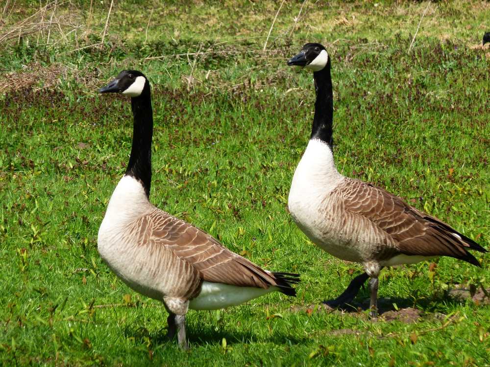 Zwei Kanada-Gänse auf der Wiese.