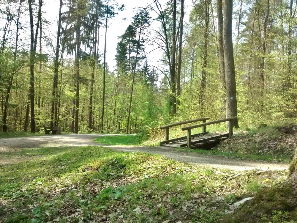 Wald mit Weg und Holzbrücke.