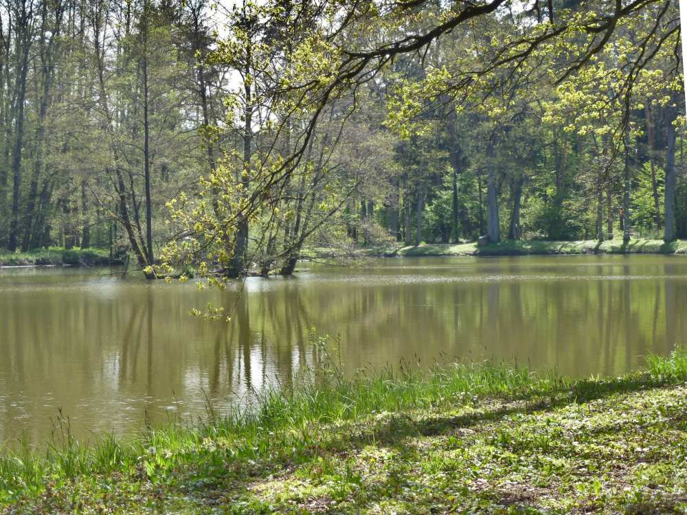 Weiher im Wald.