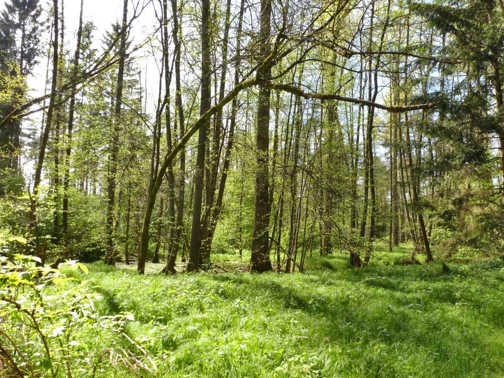 Grüner Wald.
