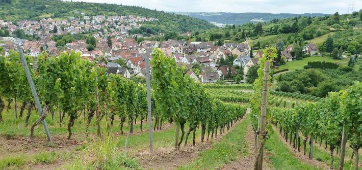 Weinwanderung Stuttgart