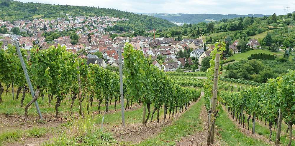 Weinwanderung Stuttgart