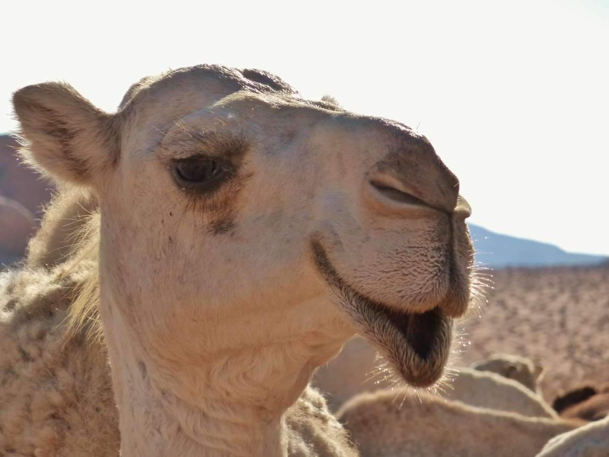 weißes Kamel mit lächelndem Gesicht
