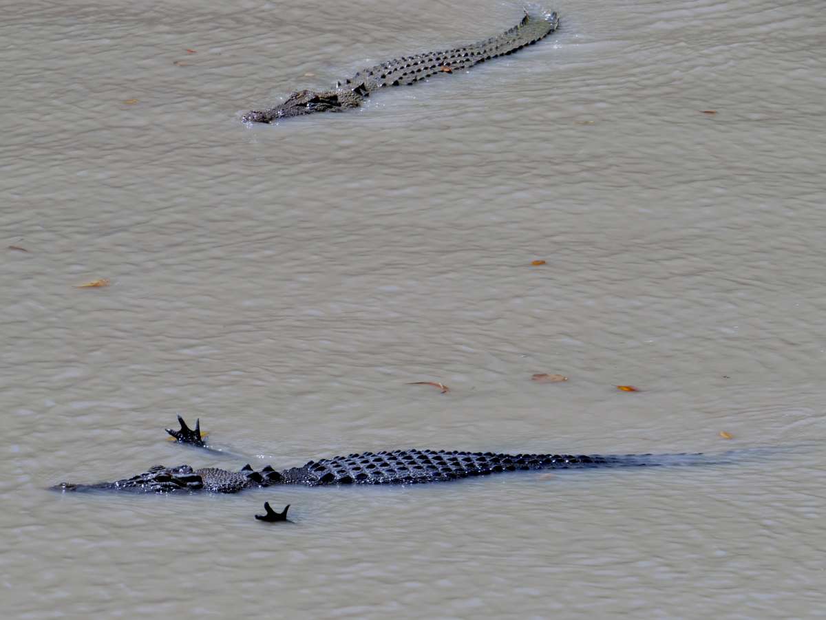 Krokodile im East Alligator River