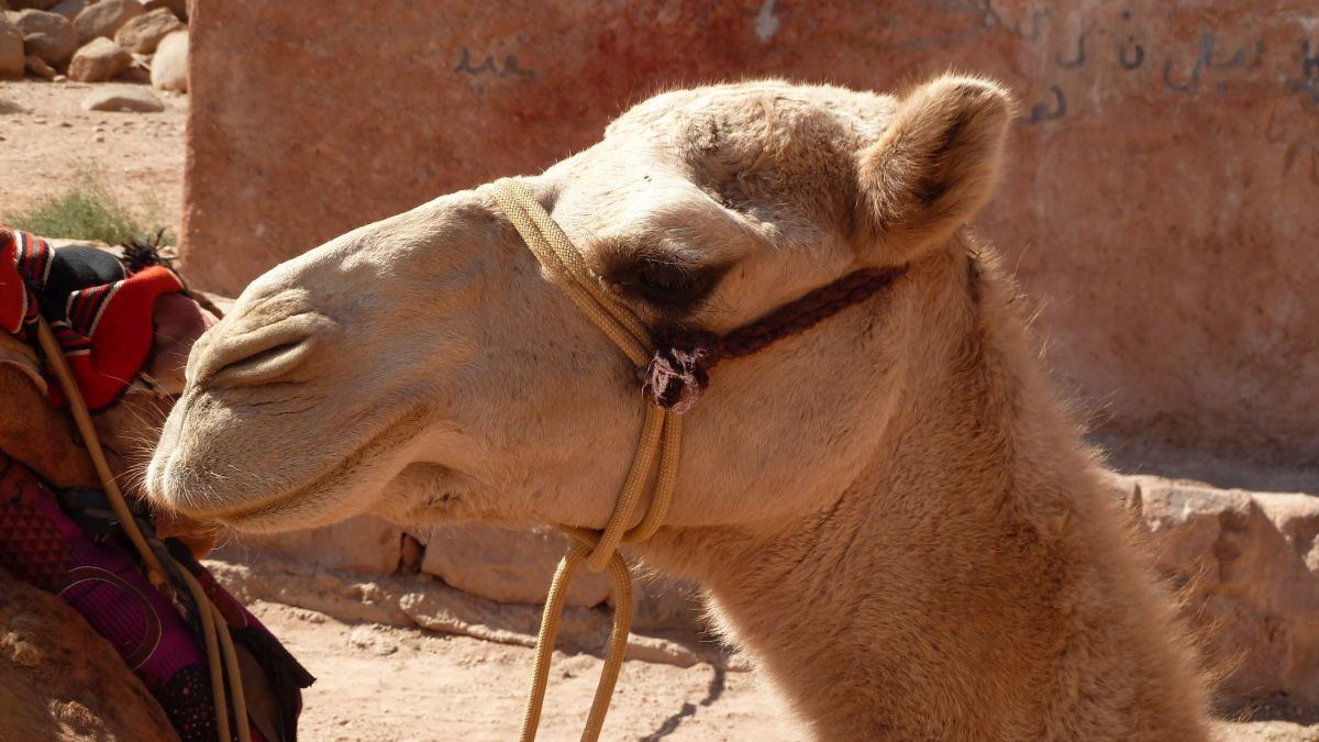 Kamel in Marokko.