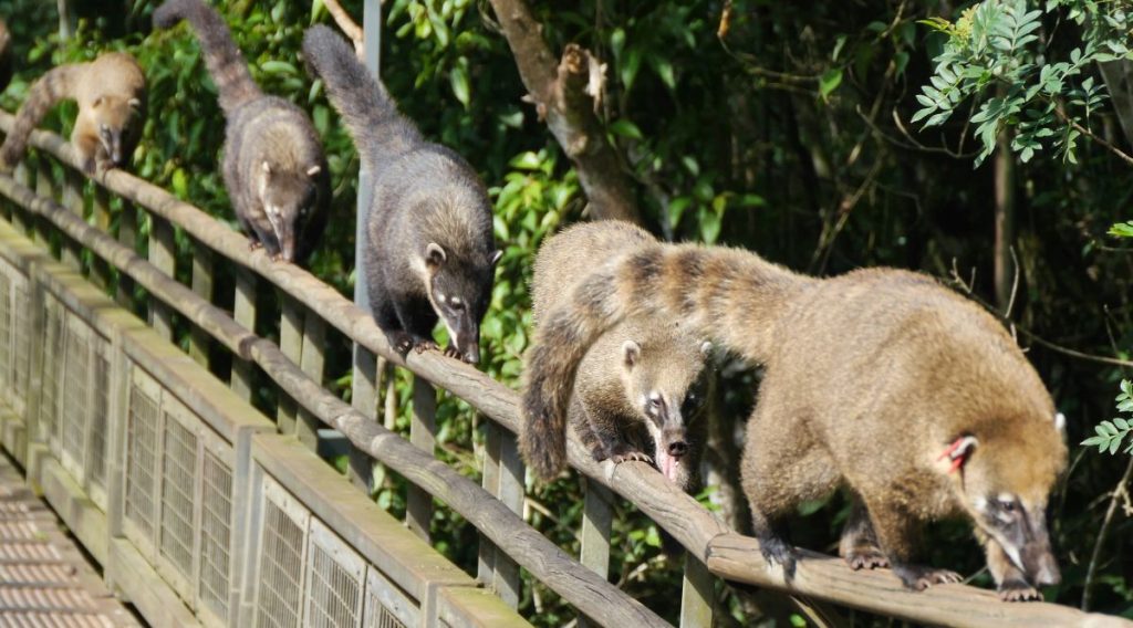 Eine Reihe Coatis läuft über ein Geländer