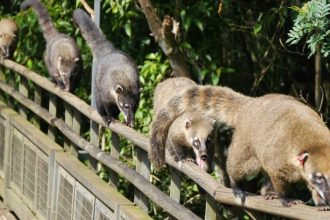 Eine Reihe Coatis läuft über ein Geländer