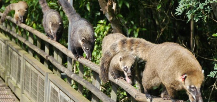 Eine Reihe Coatis läuft über ein Geländer