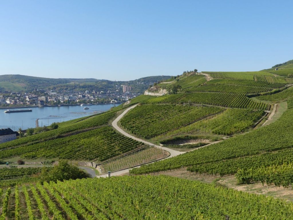 Rüdesheim: Wandern auf dem Rheinsteig