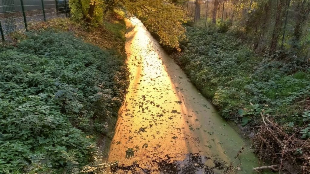 Ein kleiner Bach, umgeben von dichtem grünem Laub, reflektiert das goldene Licht der untergehenden Sonne. Blätter und Unrat schwimmen auf der Wasseroberfläche. Bäume und ein Zaun säumen die rechte und linke Seite des Bachs.