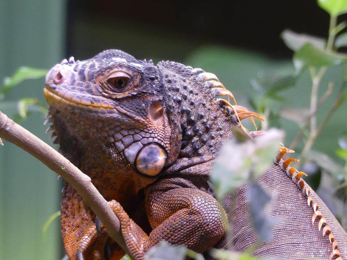 Rötlicher Leguan.